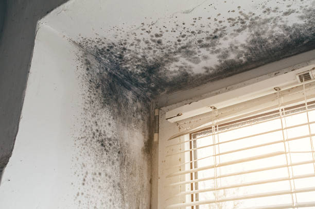 Affordable Crawl Space Mold Removal solutions in Delta, CO